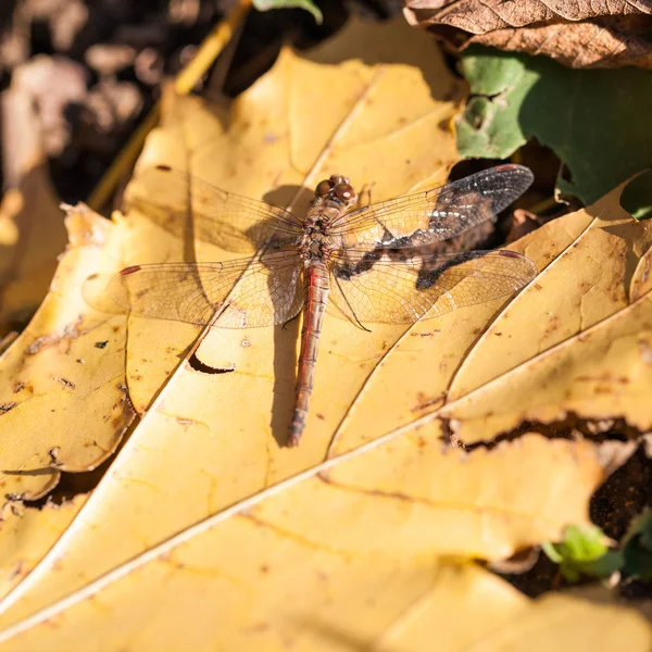 Коричневий Dragonfly Вид Зверху Осіннє Листя — стокове фото