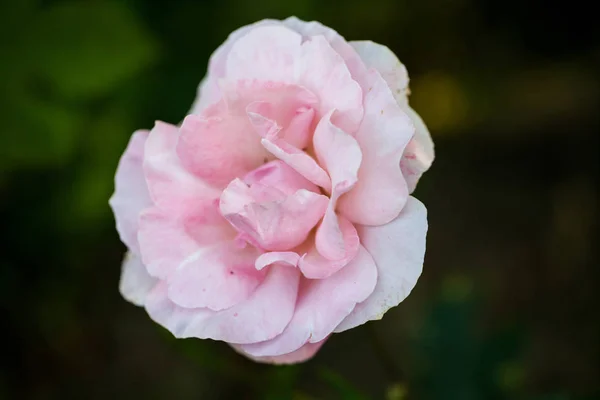 Kleurrijke Mooie Delicate Rose Met Details — Stockfoto