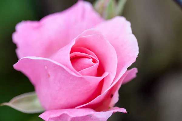 详细的色彩鲜艳 细腻的玫瑰 — 图库照片