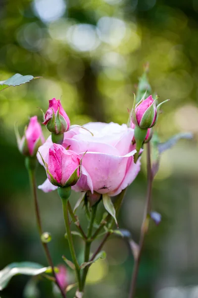 Rosa Colorida Hermosa Delicada Con Detalles — Foto de Stock