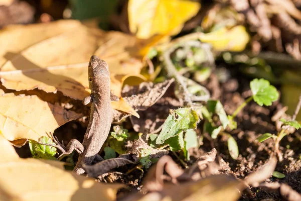 乾燥した葉の中に隠れている小さなトカゲ — ストック写真
