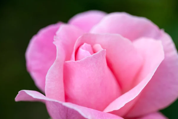 Farbenfrohe Schöne Zarte Rose Mit Details — Stockfoto