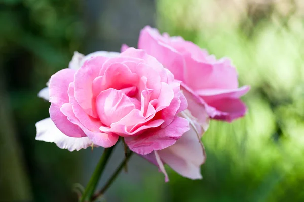 Rosa Colorida Hermosa Delicada Con Detalles —  Fotos de Stock