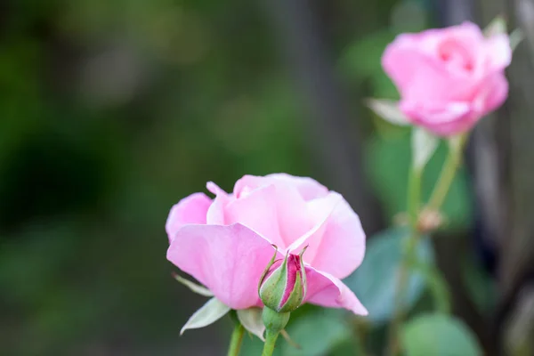 Barevné Krásné Jemné Růže Podrobnostmi — Stock fotografie