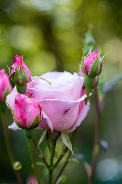 Rose Colorée Belle Délicate Avec Des Détails — Photo