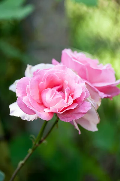 Rosa Colorida Hermosa Delicada Con Detalles — Foto de Stock
