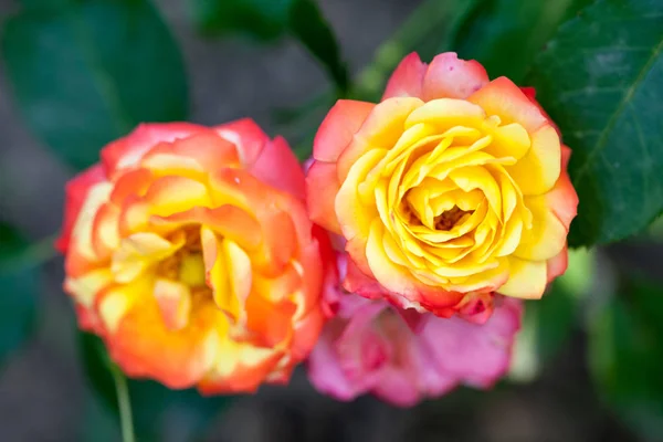 Rosa Colorata Bella Delicata Con Dettagli — Foto Stock