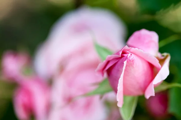 Barevné Krásné Jemné Růže Podrobnostmi — Stock fotografie