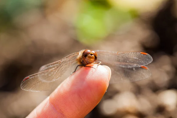 Коричневий Dragonfly Макрос Подробиці Боку — стокове фото