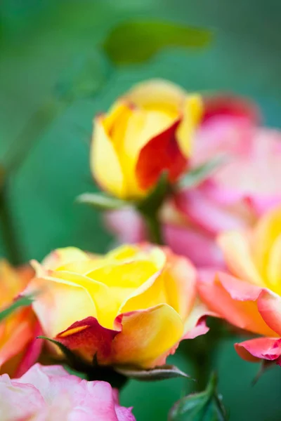 Kleurrijke Mooie Delicate Rose Met Details — Stockfoto