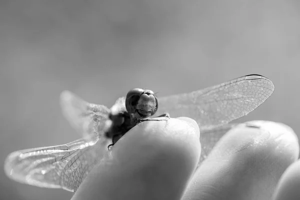 Braune Libelle Mit Makrodetails Der Hand — Stockfoto