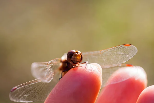 Коричневий Dragonfly Макрос Подробиці Боку — стокове фото
