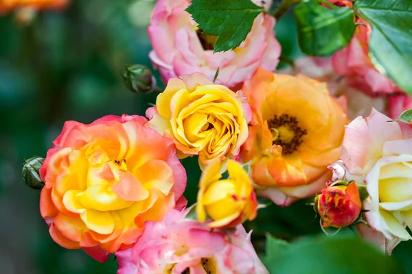 Rosa Colorata Bella Delicata Con Dettagli — Foto Stock