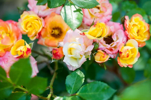 Rosa Colorata Bella Delicata Con Dettagli — Foto Stock