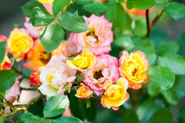 Rosa Colorida Hermosa Delicada Con Detalles —  Fotos de Stock