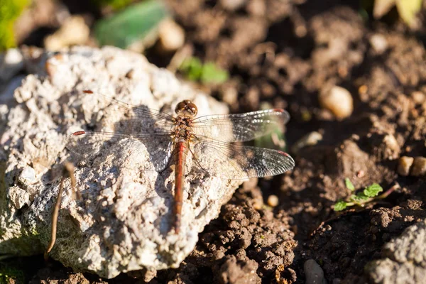 Коричневий Dragonfly Макрос Подробиці Осіннє Листя — стокове фото
