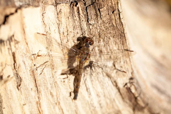 Коричневий Dragonfly Макрос Подробиці Осіннє Листя — стокове фото