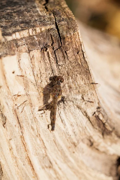 Καφέ Dragonfly Μακροεντολή Λεπτομέρειες Σχετικά Ένα Φθινοπωρινό Φύλλο — Φωτογραφία Αρχείου