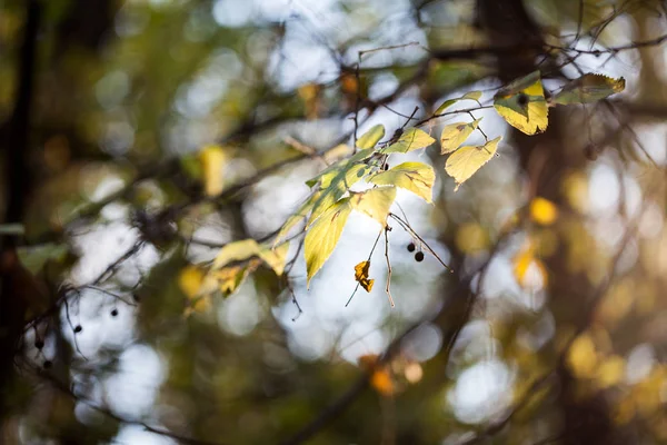 Mooie Herfstbladeren Het Park — Stockfoto