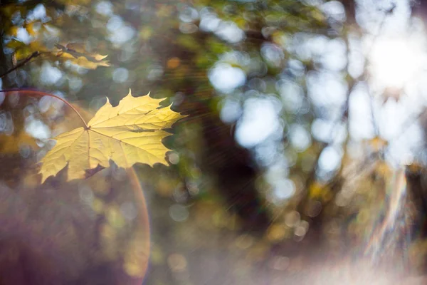 Belles Feuilles Automne Dans Parc — Photo