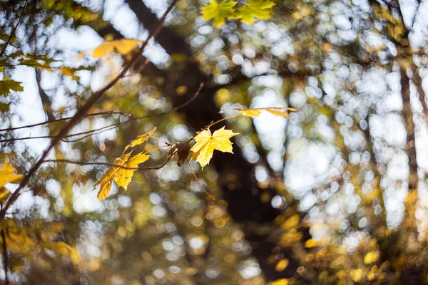 Mooie Herfstbladeren Het Park — Stockfoto