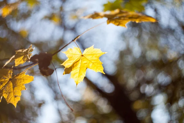 Żółte Drzewo Pozostawia Niewyraźne Tło Lasu — Zdjęcie stockowe