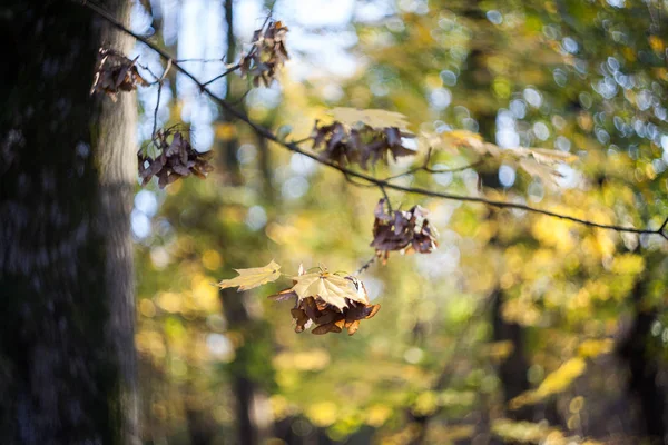 Kleurrijk Geel Herfst Blad — Stockfoto