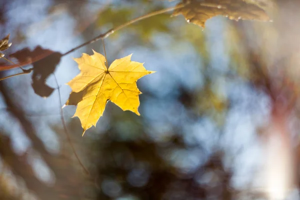 Feuilles Arbres Jaunes Sur Fond Forêt Floue — Photo