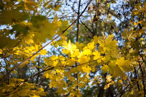 Gele Boom Verlaat Blauwe Hemel Achtergrond Bos — Stockfoto