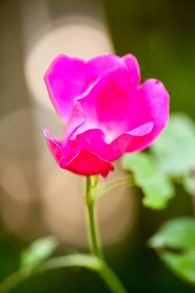 Rosa Colorida Bonita Delicada Com Detalhes — Fotografia de Stock