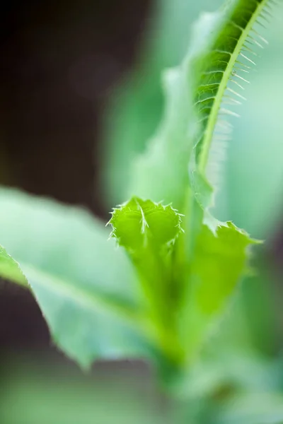 Yaprak Doku Yumuşak Odak Yeşil Soyut Kompozisyonu — Stok fotoğraf