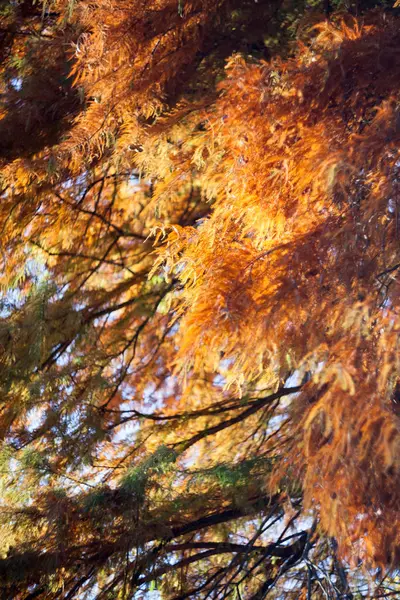 Szczegółowy Widok Pomarańczowych Bujnych Liści Jesiennych Drzew — Zdjęcie stockowe