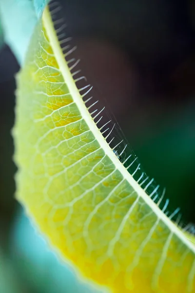 Composição Verde Abstrata Com Textura Foliar Foco Suave — Fotografia de Stock