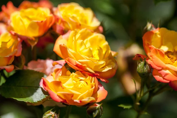 Rosa Colorata Bella Delicata Con Dettagli — Foto Stock