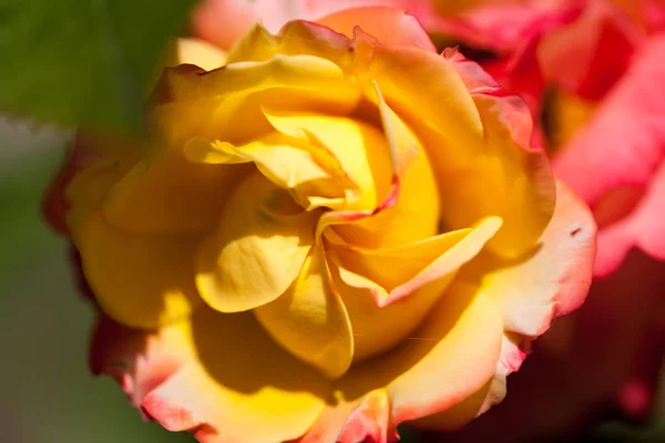 Kleurrijke Mooie Delicate Rose Met Details — Stockfoto