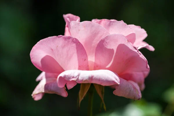 Kleurrijke Mooie Delicate Rose Met Details — Stockfoto