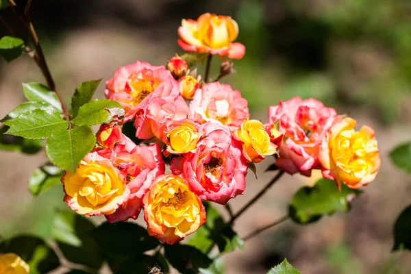 Rosa Colorida Hermosa Delicada Con Detalles — Foto de Stock