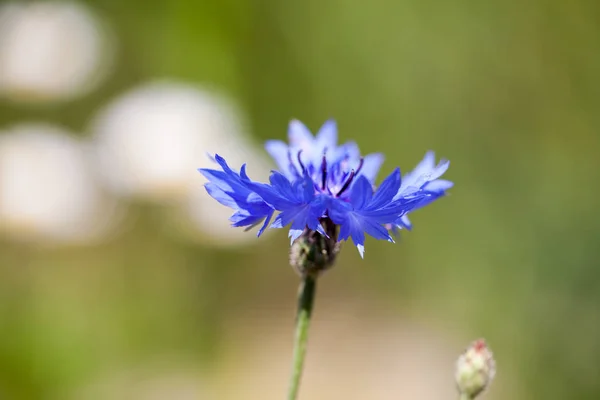 Iktatott Búza Virág Alapképzési Gomb Centaurea Cyanus — Stock Fotó