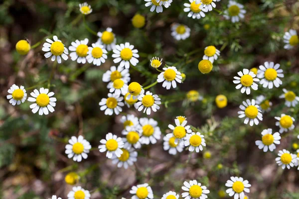 Daisy Flowers Growing Outdoor — Stock Photo, Image