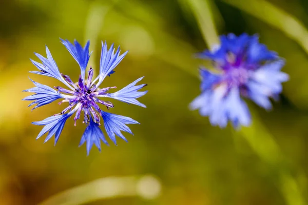 Bachelor Button Centaurea Cyanus Flower Wheat Filed — Stock Photo, Image