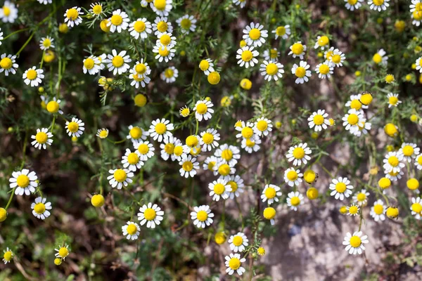 White Yellow Daisies Flowers — Stock Photo, Image