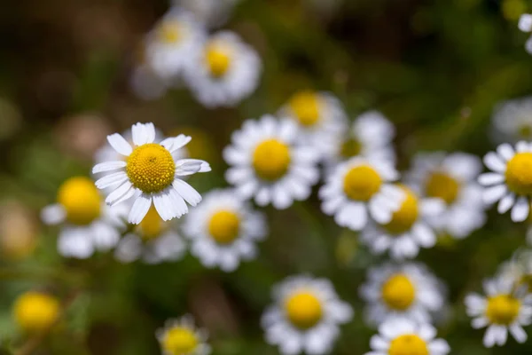 White Yellow Daisies Flowers — Stock Photo, Image