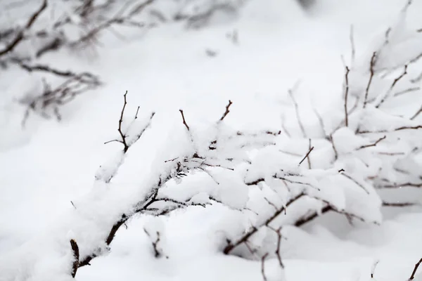 詳細の冬の風景 — ストック写真