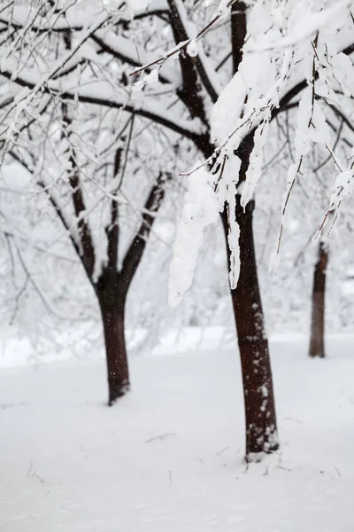 Χειμωνιάτικο Τοπίο Στο Πάρκο Λεπτομέρειες — Φωτογραφία Αρχείου
