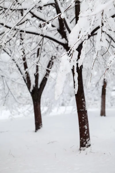 Paisaje Invernal Parque Detalles — Foto de Stock