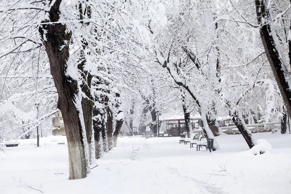 Talvi Maisema Puistossa Yksityiskohdat — kuvapankkivalokuva