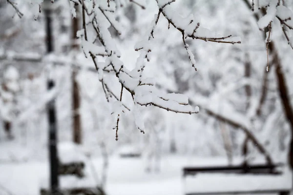 公园里的冬季景观 — 图库照片