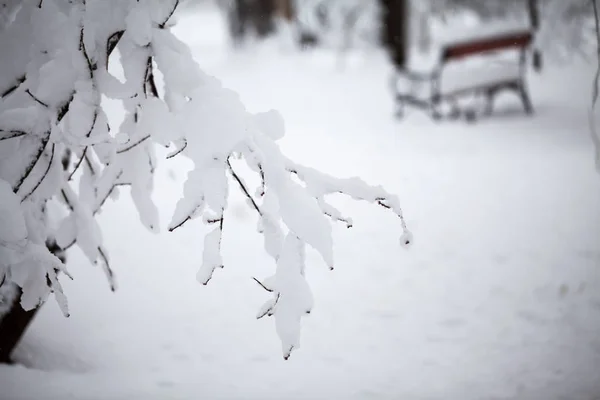 詳細の冬の風景 — ストック写真