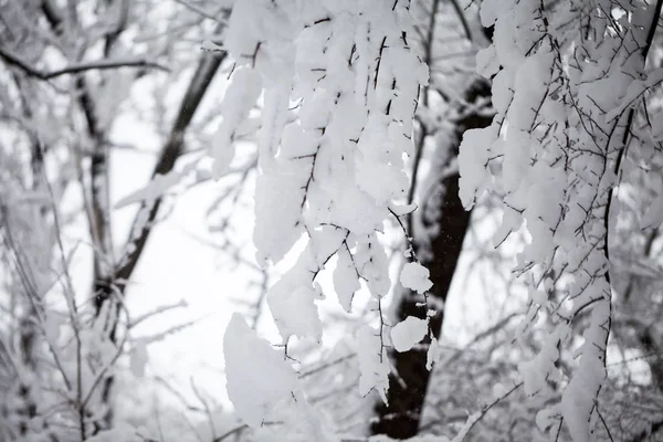 Paesaggio Invernale Nel Parco Dettagli — Foto Stock