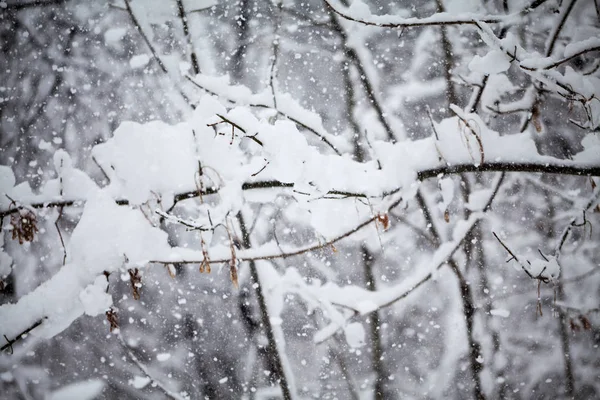 Зимний Пейзаж Парке Детали — стоковое фото